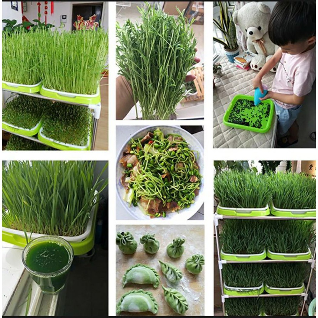 Microgreens Sprouter 트레이 수경/싹  - Hydroponic Grow Pod 리뷰 및 가격